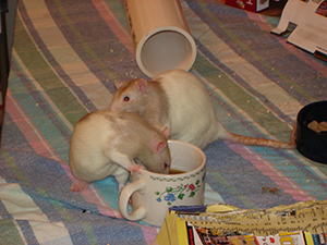 Jynx and Sebastian Drinking Cider