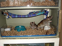 Hoot and Annie in Shelf Box